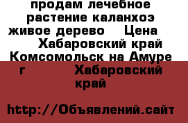 продам лечебное растение каланхоэ(живое дерево) › Цена ­ 300 - Хабаровский край, Комсомольск-на-Амуре г.  »    . Хабаровский край